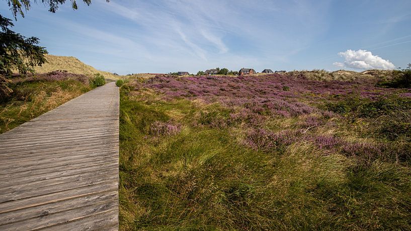 Bohlenweg in der Heide bei Norddorf auf Amrum von Alexander Wolff