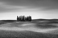 Hilly landscape with cypress trees in Tuscany. Black and white image.