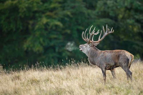 Red deer