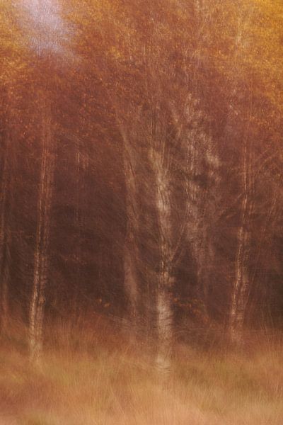 Herfst in de Hoge Venen van Astrid Brouwers
