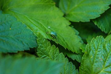 Puceron sur Lukas Coenraats