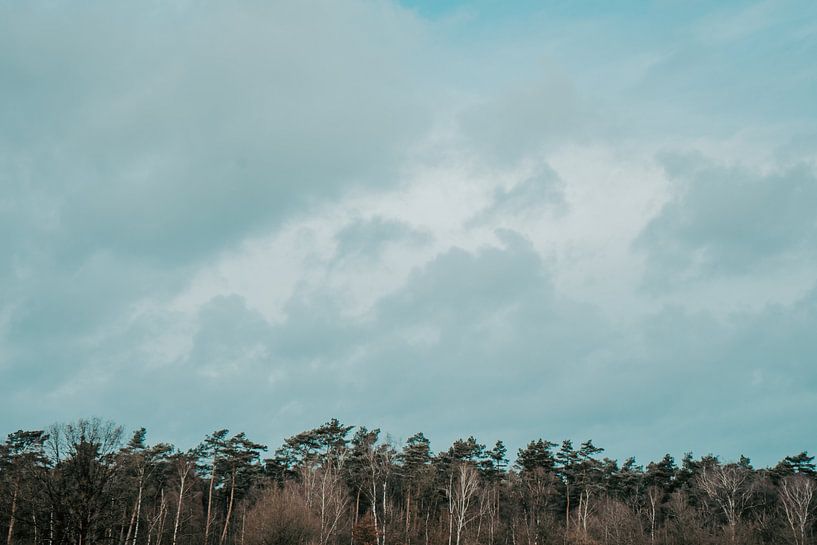 Trees under the clouds by Ditzel
