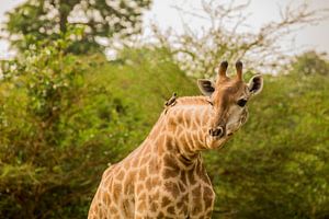 Giraffe mit Vogel auf dem Hals