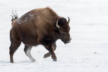 Le rodéo ...  Bison américain *Bison bison sur wunderbare Erde