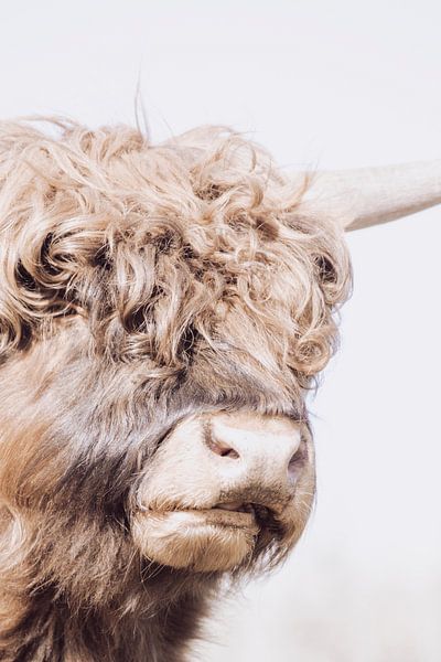 Magnifique Highlander écossais | tons bruns | photographie d'animaux par Wandeldingen