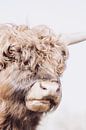 Magnifique Highlander écossais | tons bruns | photographie d'animaux par Wandeldingen Aperçu