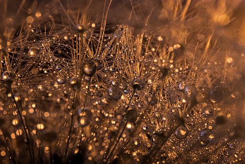 De gouden paardenbloem met druppels