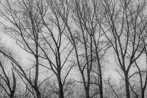 Naked trees