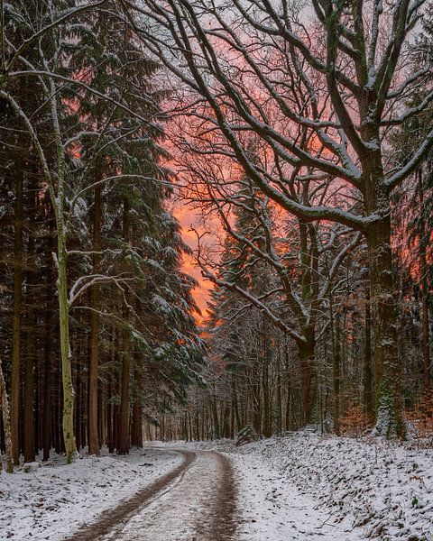 Zonsondergang bij de Redwood Trail van Uwe Ulrich Grün