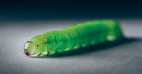 Caterpillar