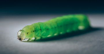 Caterpillar van Auke Hamers