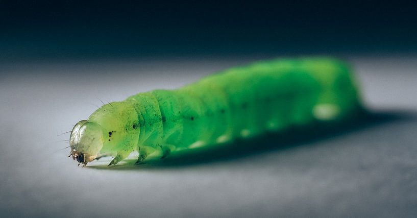 Caterpillar by Auke Hamers