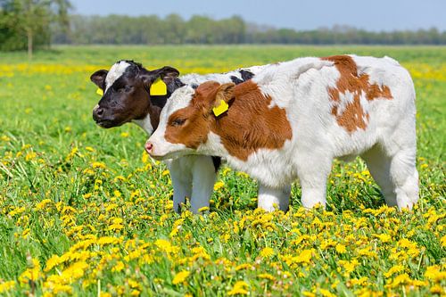 Twee bonte kalfjes samen in Hollandse weide met paardenbloemen