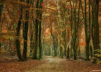 walking path