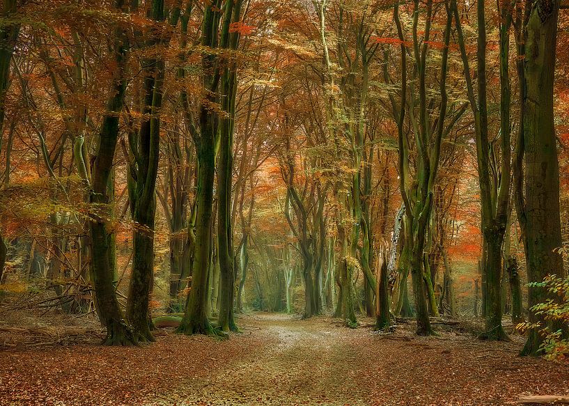 walking path by Elly Besselink