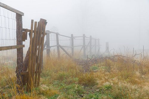 Fog landscape