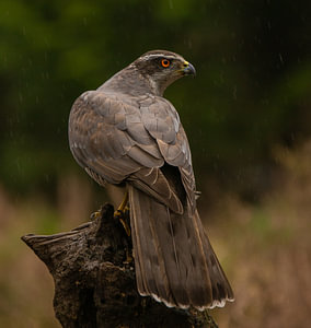 Der Falke.