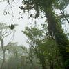 Nevelwoud van Costa Rica, mist forest van Corrine Ponsen