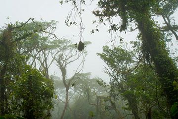 La forêt nuageuse du Costa Rica sur Corrine Ponsen