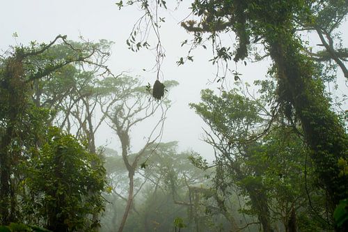 Nevelwoud van Costa Rica, mist forest