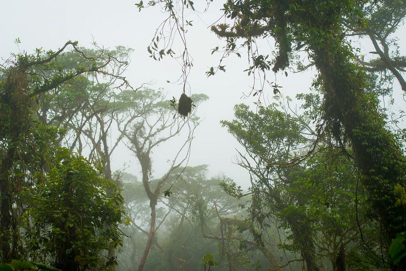 Nebelwald in Costa Rica von Corrine Ponsen