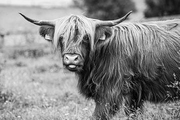 Scottish Highlander sticks out tongue - black and white