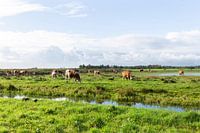 Dutch landscape with cows