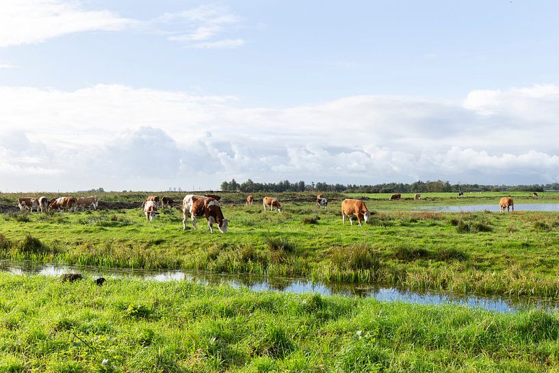 Niederländische Landschaft mit Kühen von Madelief Dekker