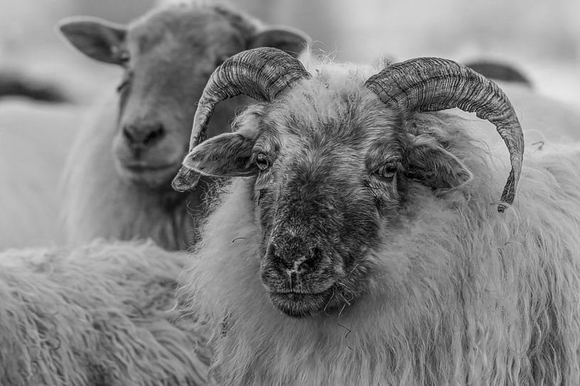 Drents Heideschaap by Marieke Deinum