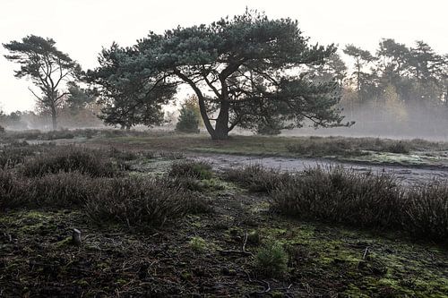 Die alte Kiefer auf der Heide