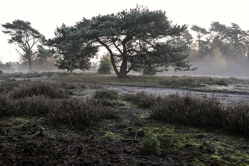 The old pine on the heath by Arthur van den Berg