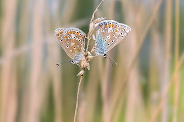 Twee Icarusblauwtjes op een sprietje, zacht achtergrond van Jolanda Aalbers