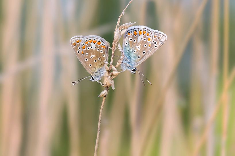 Twee Icarusblauwtjes op een sprietje, zacht achtergrond van Jolanda Aalbers