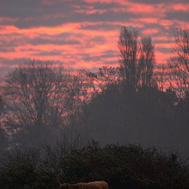 morning silence in flaming sky by Sebastian Stef