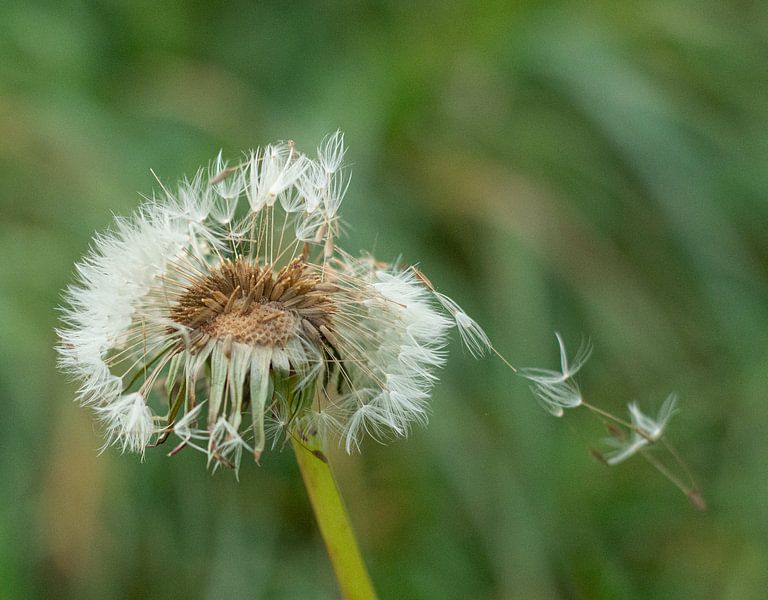 Dandelion by Gabrielle van der Hel