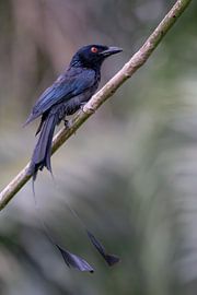 A drongo bird in Singapore