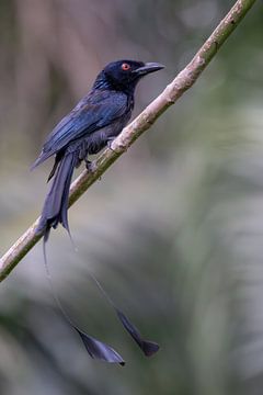 Een drongo vogel in Singapore