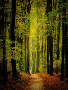 Exploding Autumn Colors by Eddy Westdijk