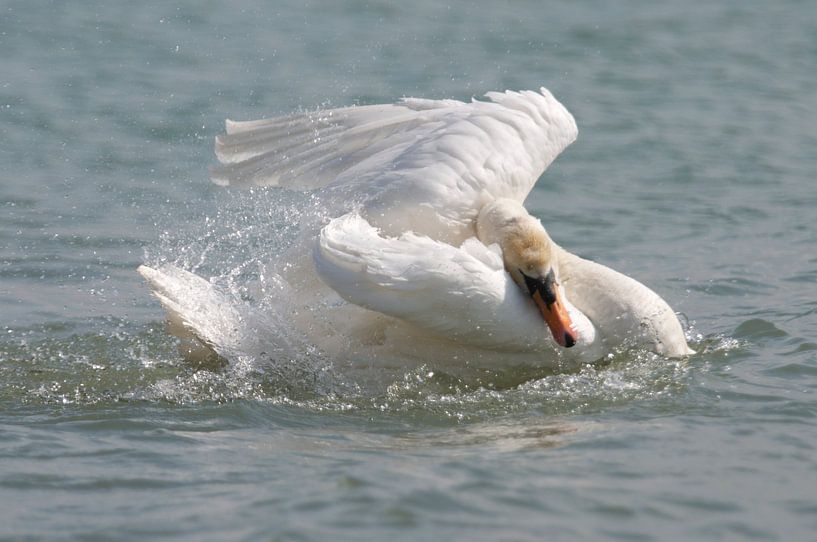 Zwaan neemt bad by Elise Daanen