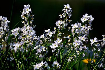 Pentecostal flowers by Arno-Jan Boere