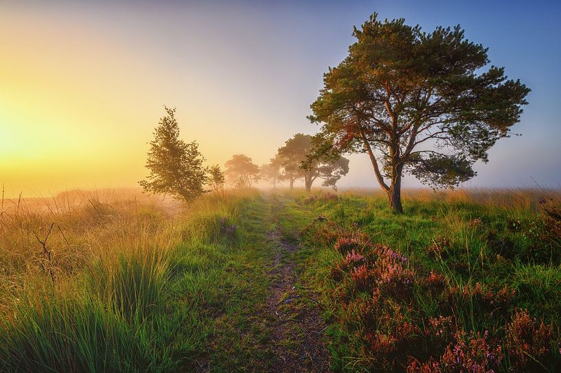Early morning on the Kalmthoutse heide by Leon Okkenburg