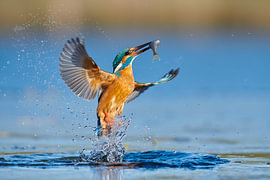 Kingfisher - In a flash by Kingfisher.photo - Corné van Oosterhout
