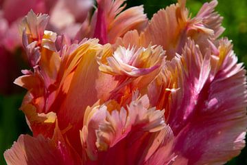 Pastellfarbene Tulpen von Mariëlle Verhoef