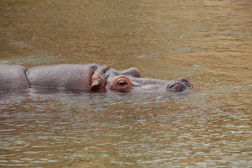 Hippo by Corrie Post