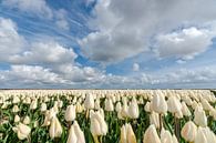 Witte bollenvelden met tulpen en wolken in de polder van Fotografiecor .nl thumbnail