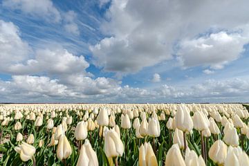 Witte bollenvelden met tulpen en wolken in de polder van Fotografiecor .nl