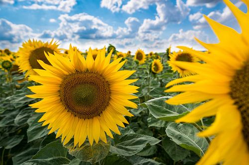 Champ de tournesols sous un ciel nuageux