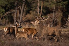 Herten tijdens de bronstijd van Menno Selles