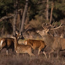 Les cerfs à l'âge de bronze sur Menno Selles