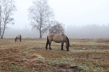 Konik horses on Plantation Willem II 3 by Nicole Van Stokkum